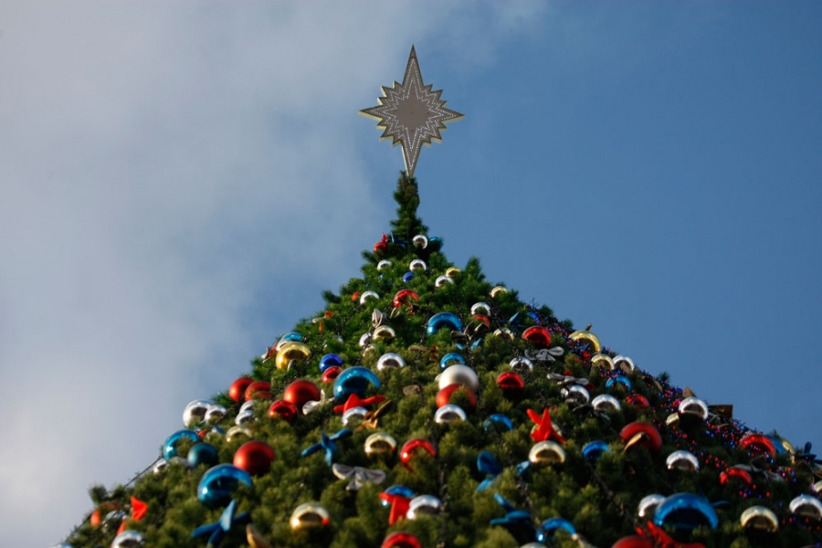 На окраинах Полтавы также появятся новогодние елки