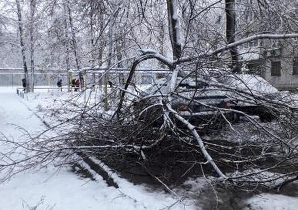 В Кременчуге на автомобили упало дерево (фото)