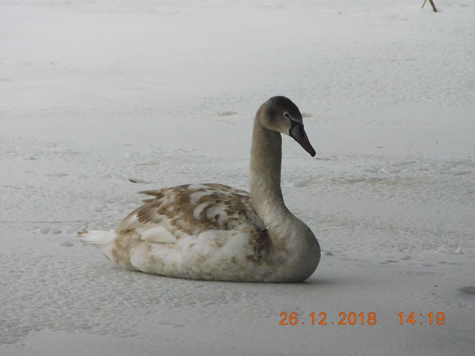 В Гадячском парке будут наблюдать за лебедем, чтобы он не примерз (фото)