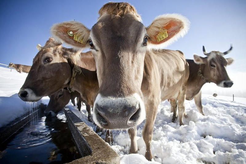 В Полтавской области закаляют коров