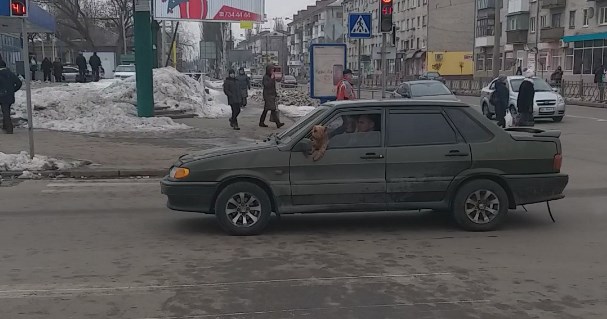 В Кременчуге замечена собака-водитель (фото)