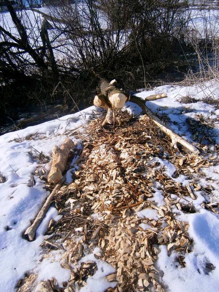 Бобры устроили "пилораму" в полтавском парке (фото)
