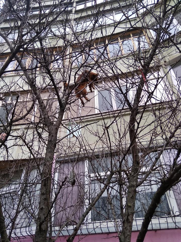 В Полтаве на дереве - труп собаки