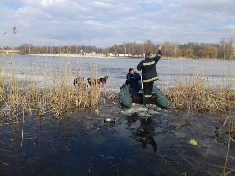 На Полтавщине со льдины спасли собак (фото)