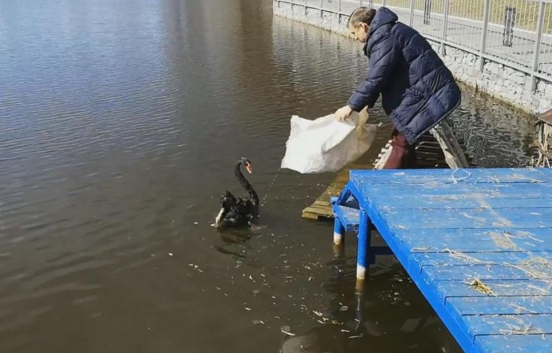 В Городской сад Кременчуга вернулись лебеди (фото)
