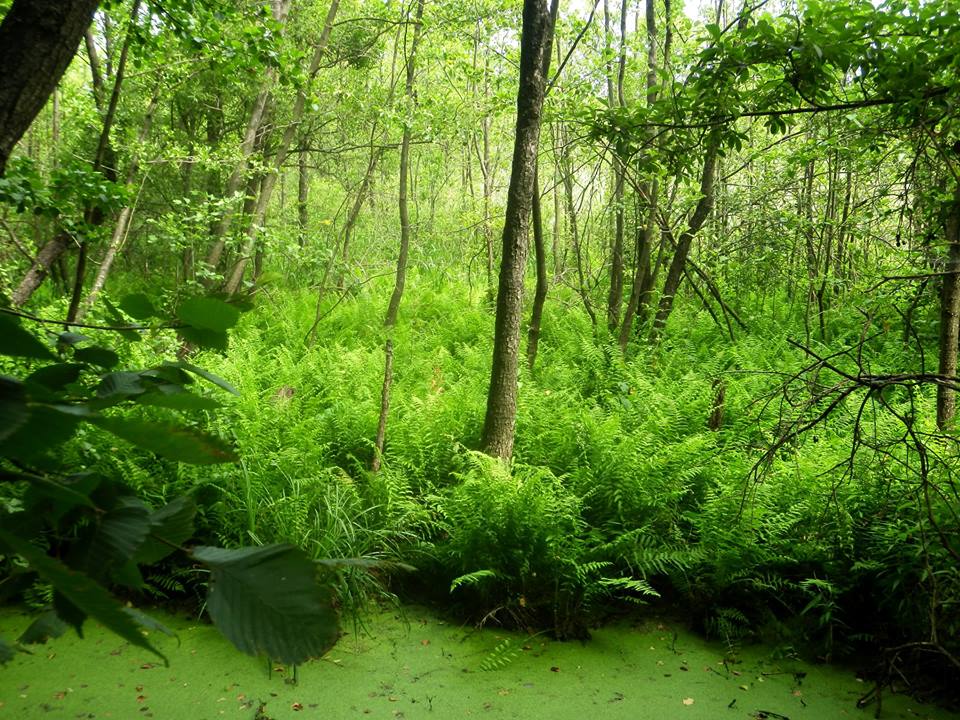 Как выглядят ветленды - заболоченные леса Полтавщины (фото)