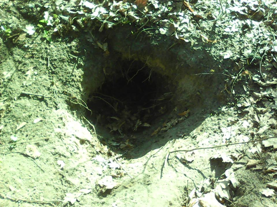 В полтавском парке показали хатку бобра и нору барсука (фото)