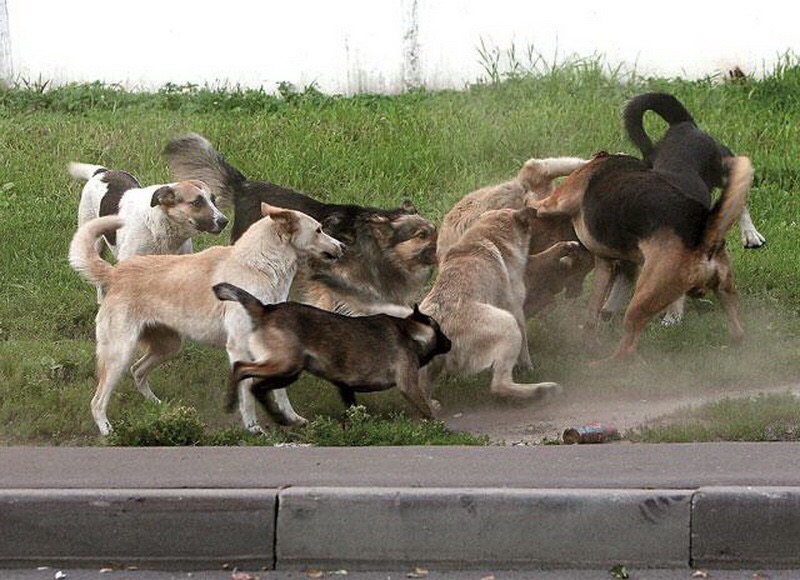 На кременчужанку во время пробежки набросилась свора собак