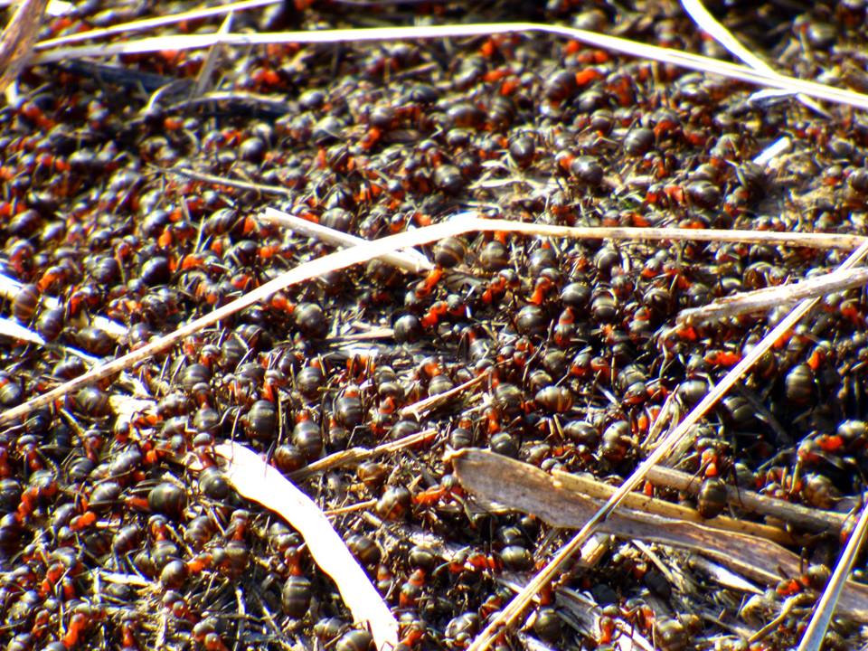 На Полтавщине сфотографировали "ковер" из муравьев 