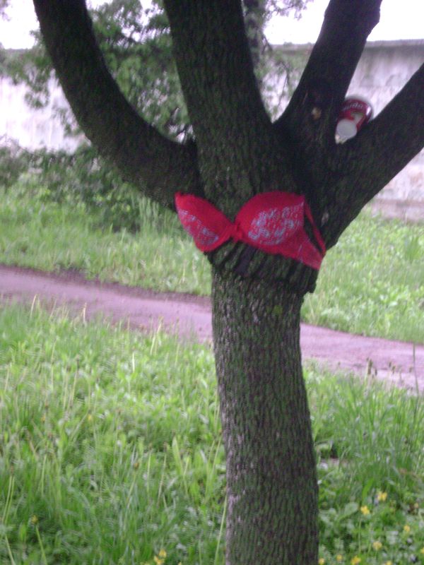 В Лубнах дерево одели в женское нижнее белье (фото)