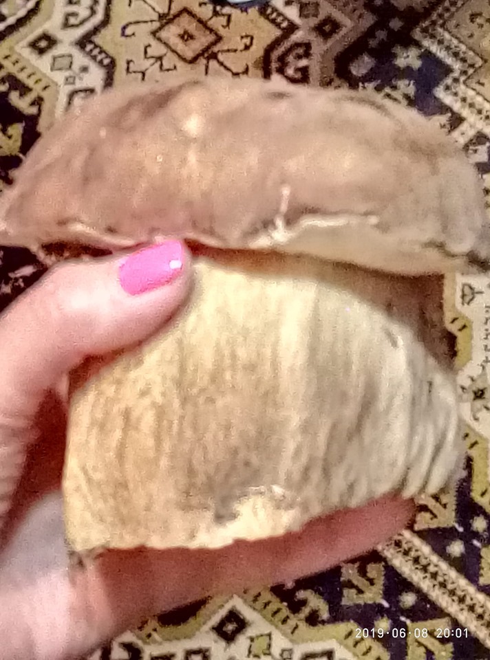 грибы полтава, белый гриб, огромный гриб фото