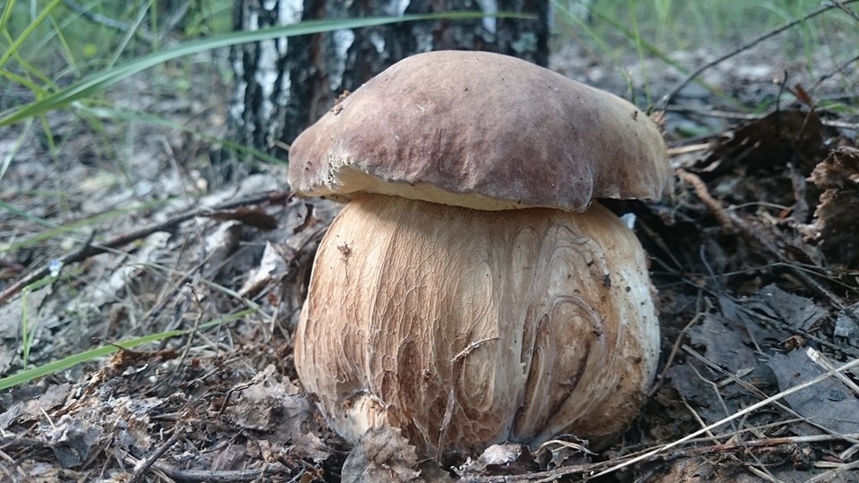 Под Полтавой нашли огромный белый гриб (фото)