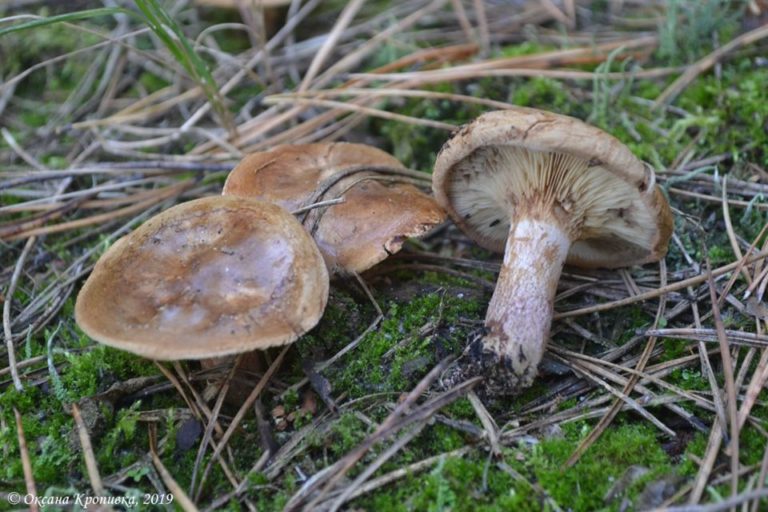 Полтавчан призывают не есть "коварные" грибы - свинушки