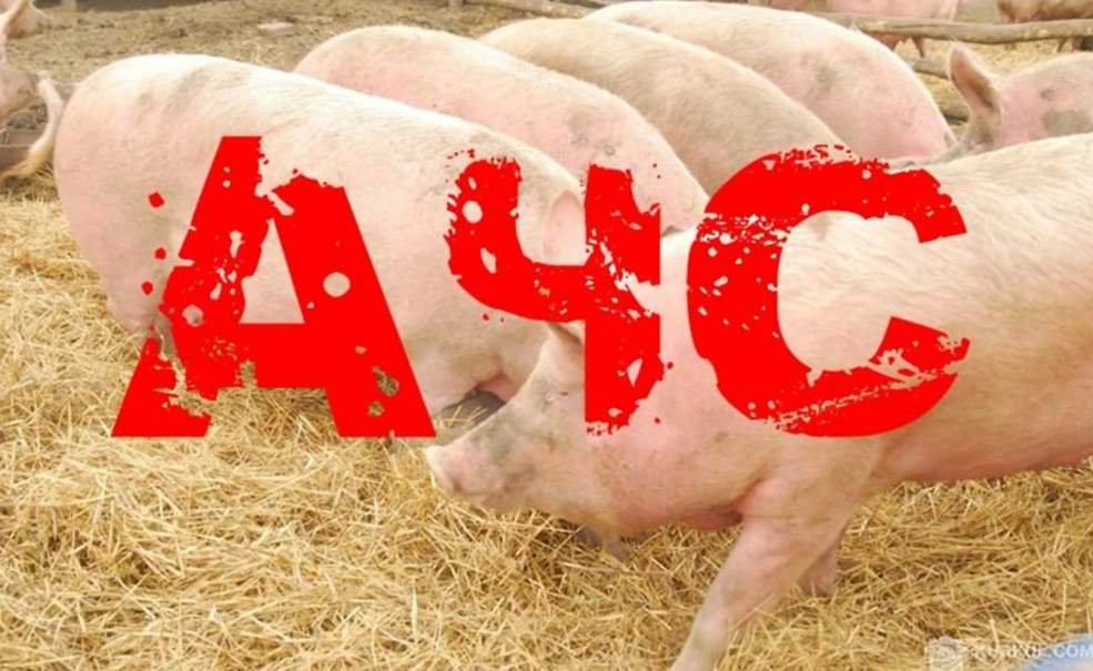 Меньше чем за две недели на Полтавщине в трех районах обнаружили африканскую чуму свиней