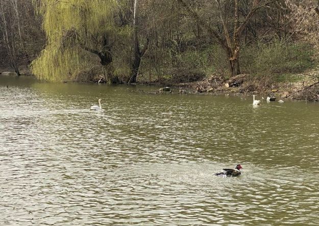 В городской парк Полтавы вернули лебедей и уток