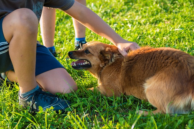 Детей и АТОшников в Кременчуге будут реабилитировать с помощью собак