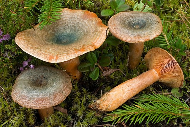 На Полтавщине - очередное отравление грибами