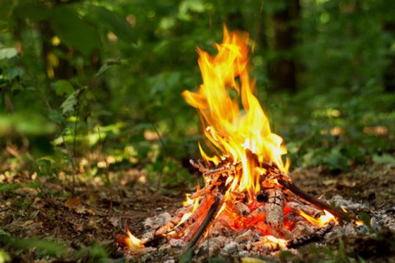 На Полтавщине выгорели 2 гектара молодого хвойного леса