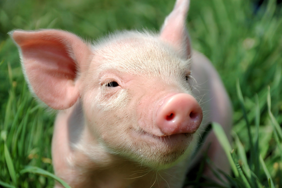 На обочине полтавской дороги нашли трупы свиней (видео)