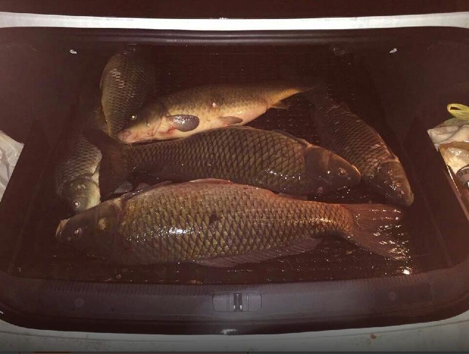 Житель Кременчуга выловил гигантских рыб (фото)