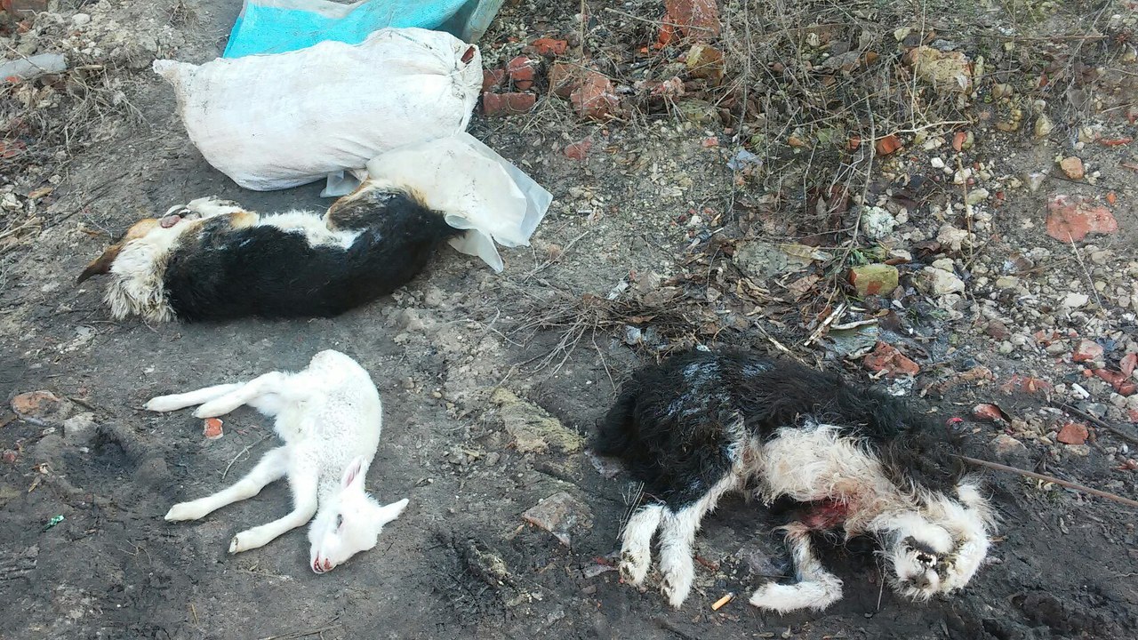 В Полтаве жестоко убили собак и повесили на дереве (фото 18+)