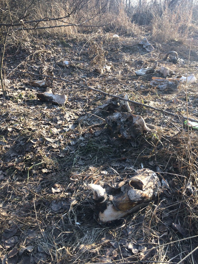 В Полтаве обнаружили поляну, усеянную черепами (фото)