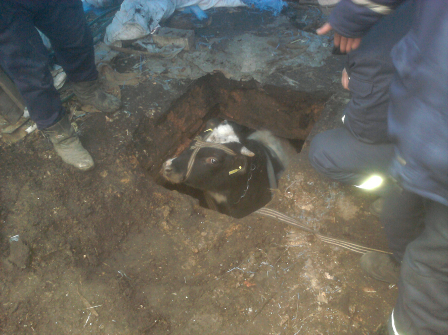 На Полтавщине в погреб упал бык (фото)