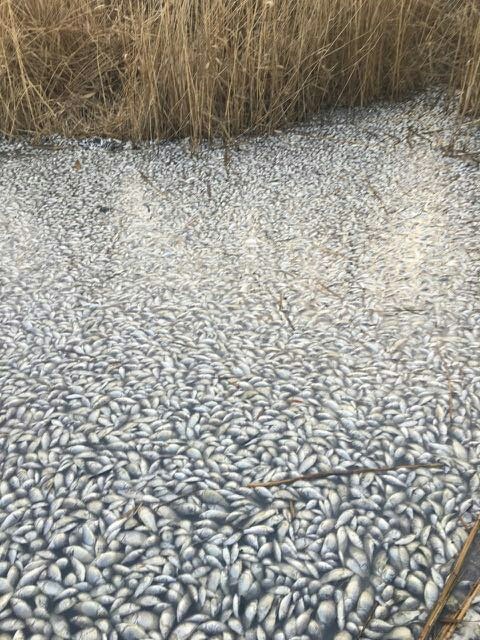 В пруду на Полтавщине обнаружили тысячи мертвых рыб (фото)