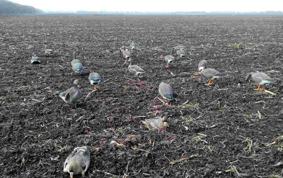 На Полтавщине незаконно отстрелили диких гусей (фото)