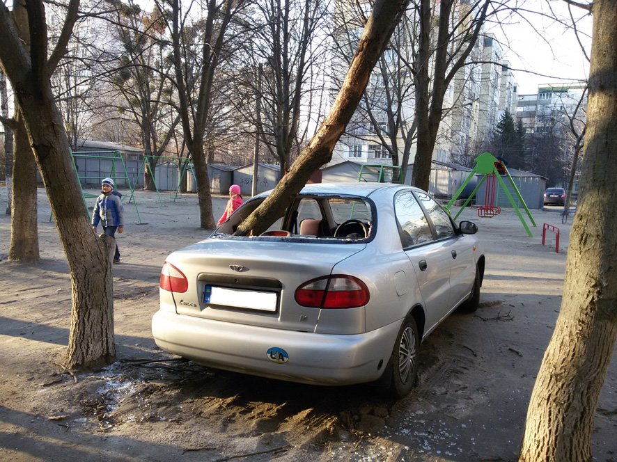 В Полтаве деревья упали на дорогу и автомобиль (фото)