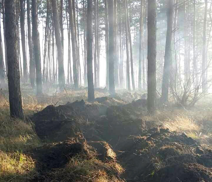 На Полтавщине произошел лесной пожар (фото)