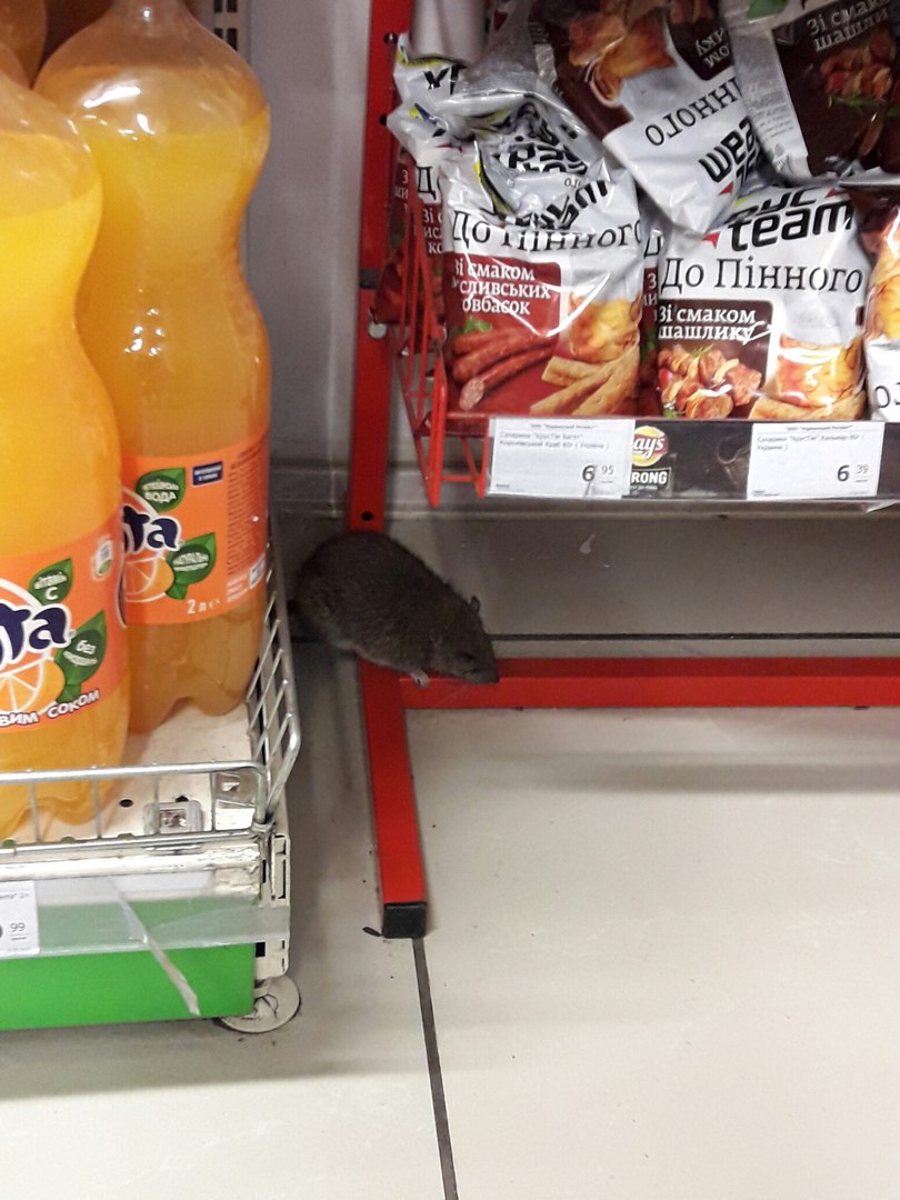По полкам полтавского супермаркета бегала мышь (фото)