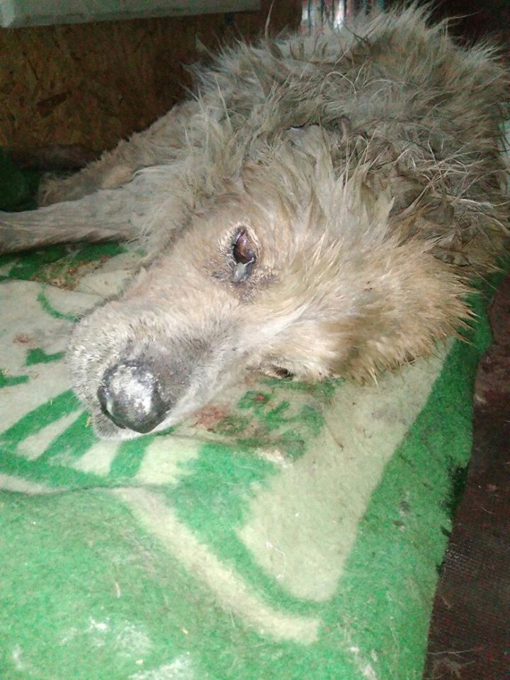 В Кременчуге собака тонула в болоте (фото)