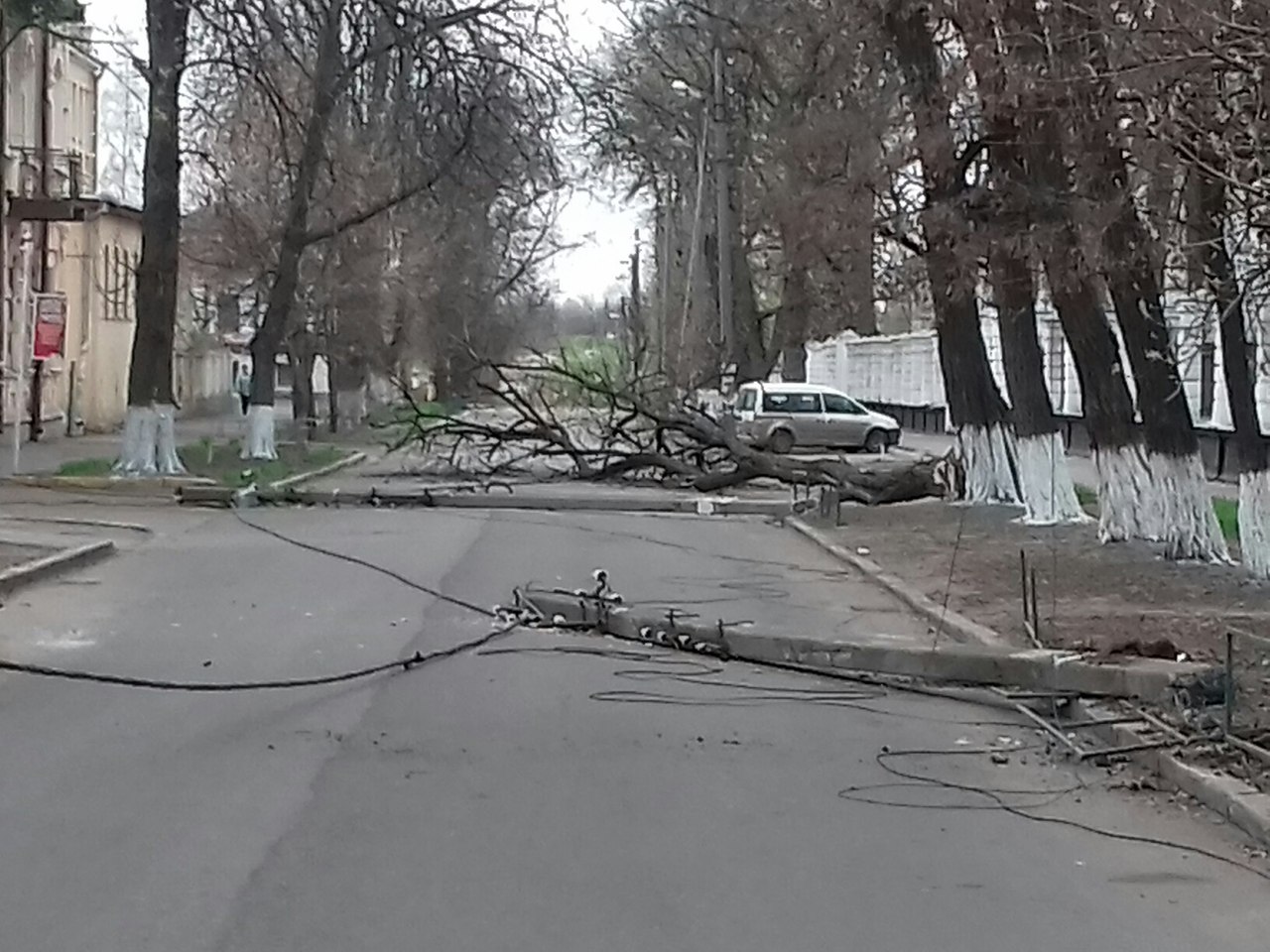 В Полтаве упало дерево и опоры освещения (фото)