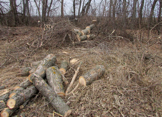 Десятки ясеней незаконно вырубили на Полтавщине (фото)