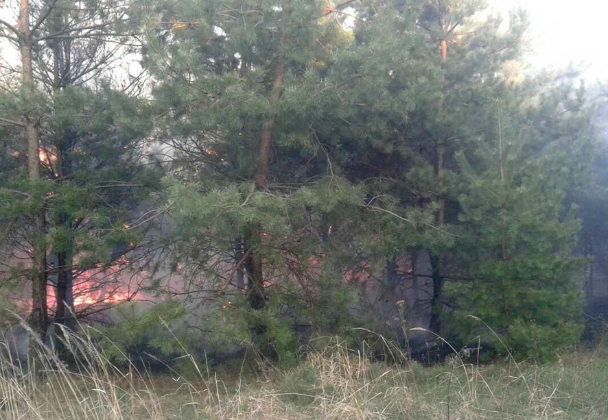 В Глобинском районе горел лес (фото)