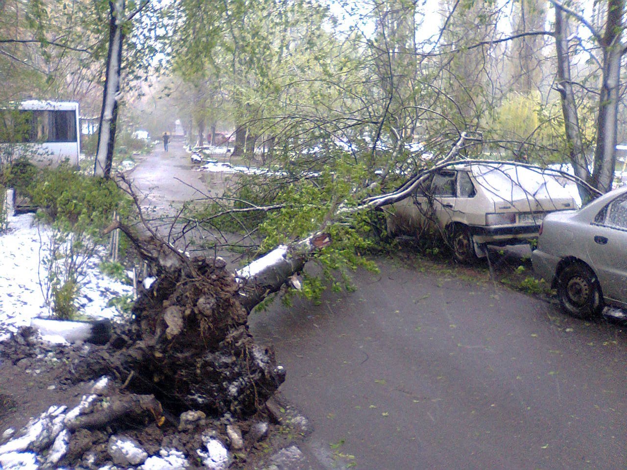 В Полтаве дерево упало на автомобиль (фото)