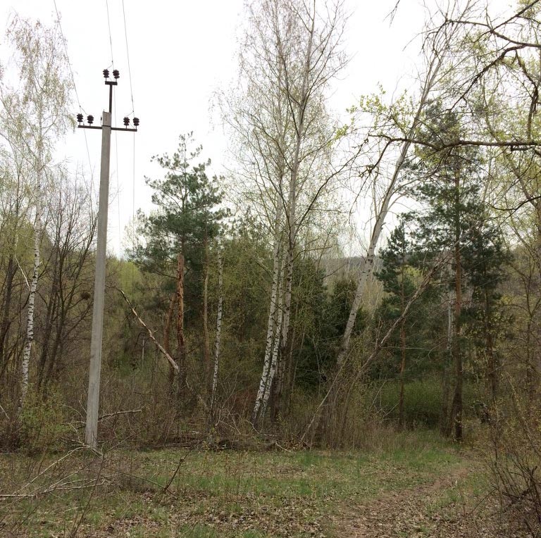 В полтавском дендропарке деревья упали на линию электропередач (фото)