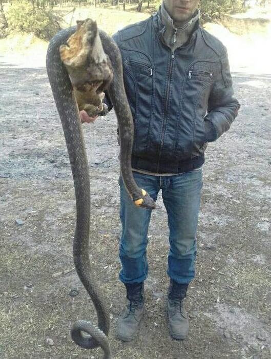 На Полтавщине обнаружили гигантскую змею на дереве (фото)