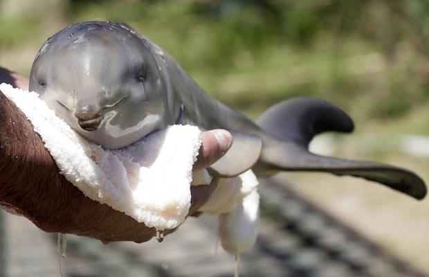 В Кременчугском водохранилище предлагают разводить дельфинов