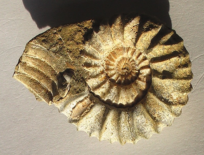 В Полтаве покажут древних моллюсков