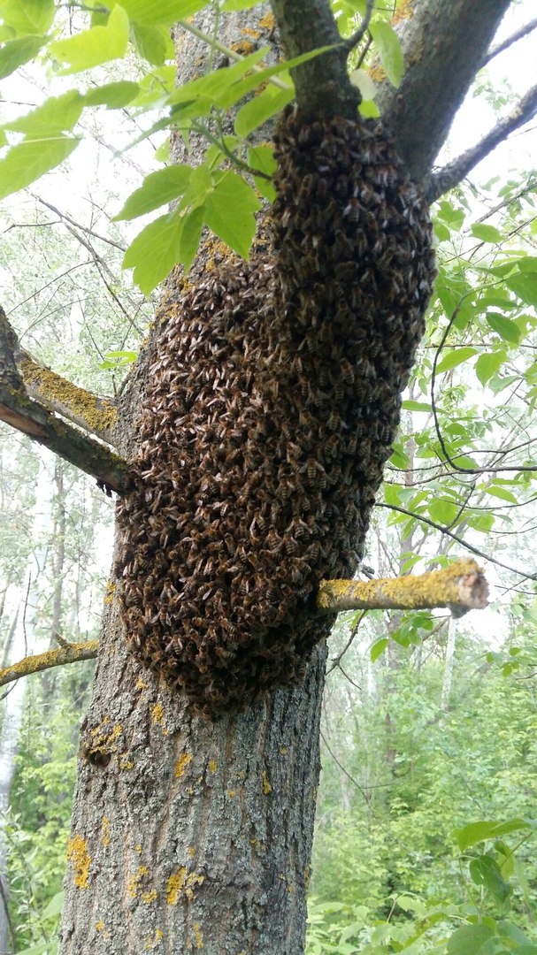 В Полтаве обнаружили гигантский пчелиный рой (фото)