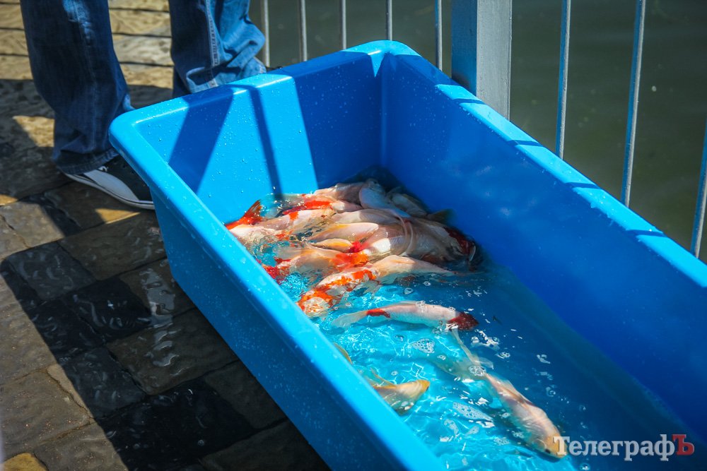 В Кременчуге поселились разноцветные японские рыбы (фото)