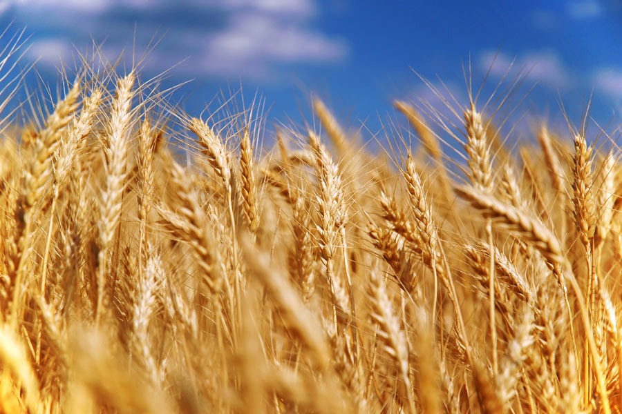 Полтавщине прогнозируют плохой урожай зерновых