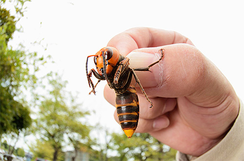 В Кременчуге уничтожили опасных насекомых-гигантов 