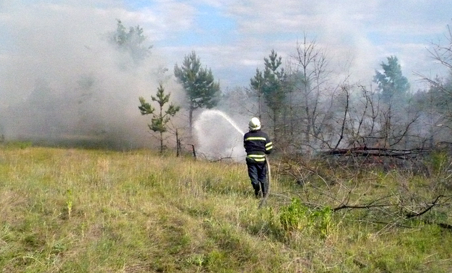 На Полтавщине произошел лесной пожар (фото)