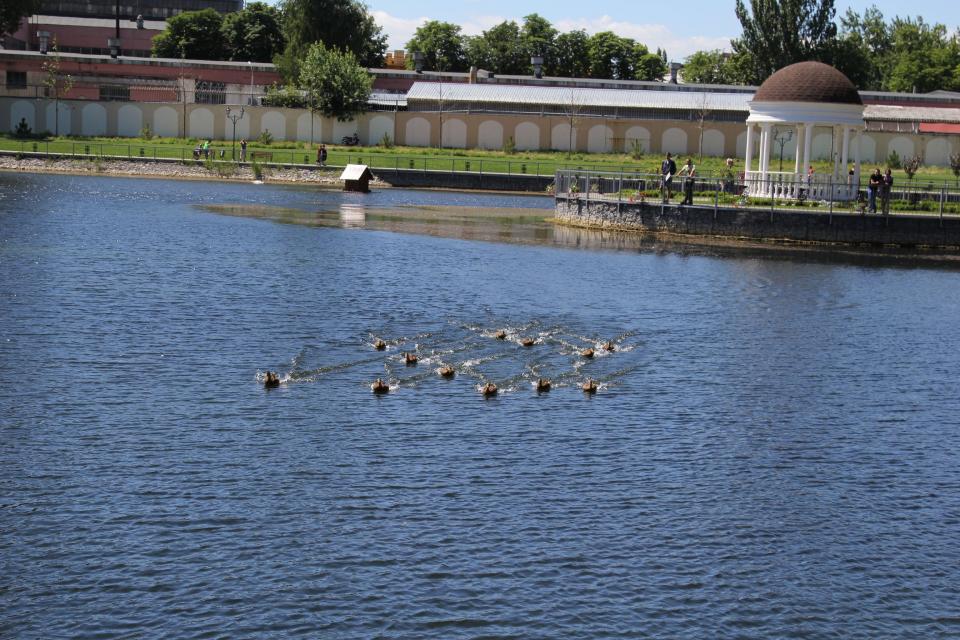 В озере Кременчуга поселились новые жители