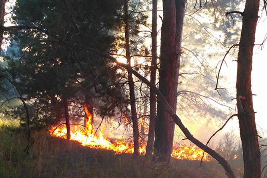 На Полтавщине горят леса и торфяники (фото)
