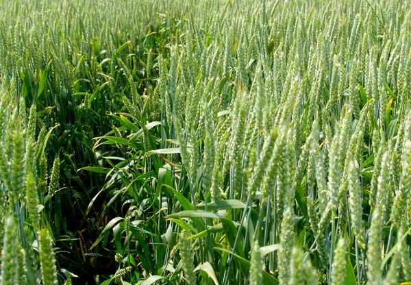 Полтавскую пшеницу хранят во Всемирных хранилищах образцов генофонда