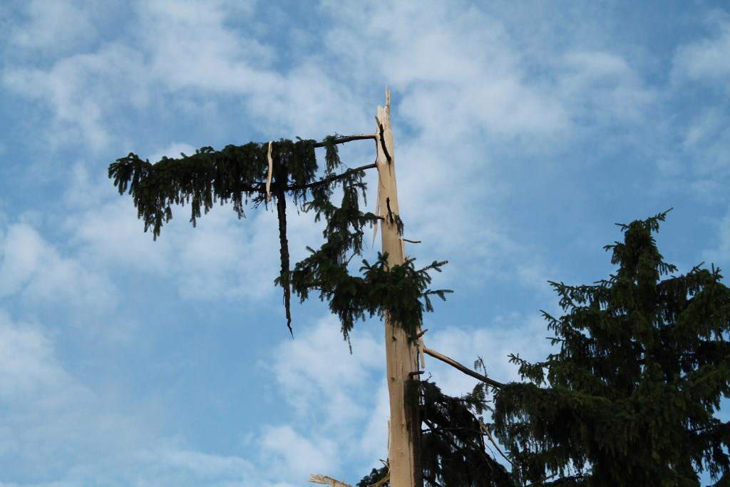 В Пирятине молния попала в дерево и повалила его (фото)